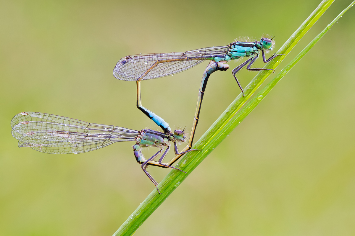 Blue-Tailed Damselflies mating 3